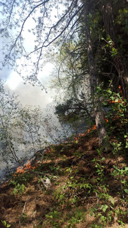 Adana Feke'de orman yangını